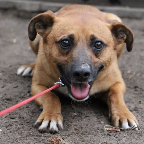 Psy ze schroniska do adopcji Ansi 