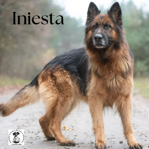 Psy ze schroniska do adopcji Iniesta 