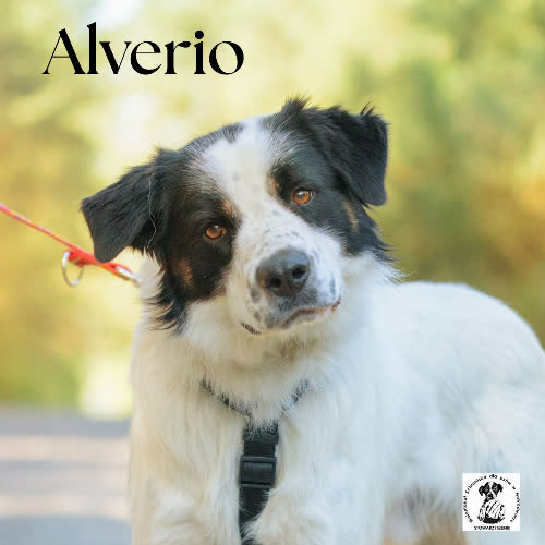 Psy ze schroniska do adopcji Alverio