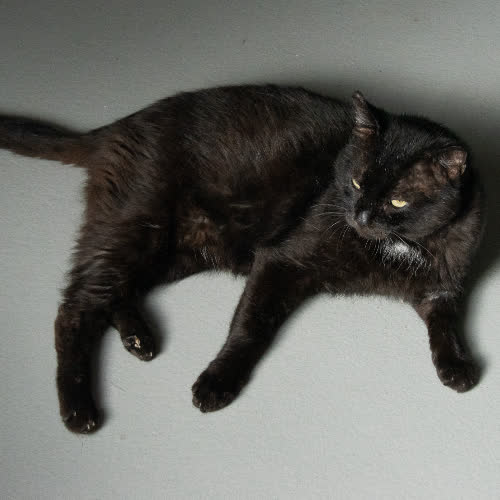 Koty ze schroniska do adopcji A105