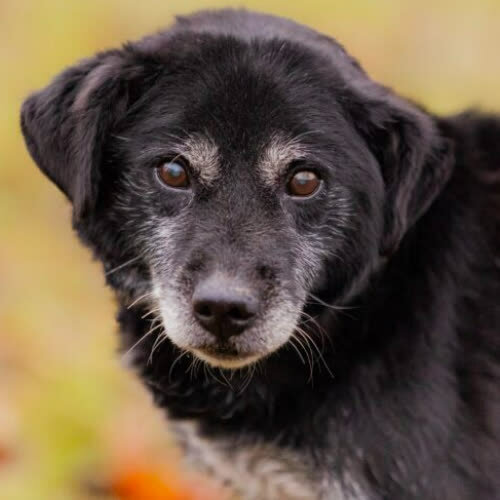 Psy ze schroniska do adopcji Senior 