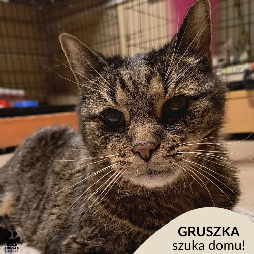 Koty ze schroniska do adopcji Gruszka