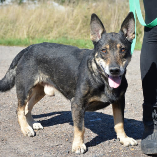 Psy ze schroniska do adopcji MASTER