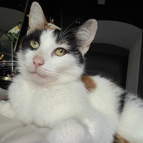 Koty ze schroniska do adopcji Diuna