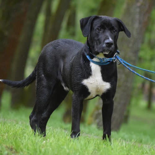 Psy ze schroniska do adopcji Synuś