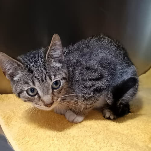 Koty ze schroniska do adopcji STILUS