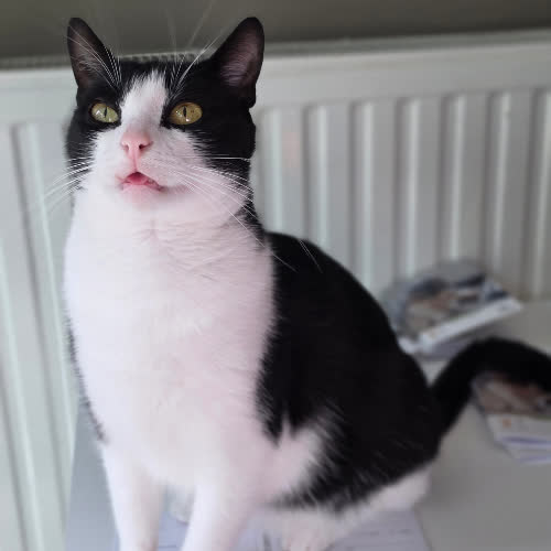 Koty ze schroniska do adopcji Kartacz