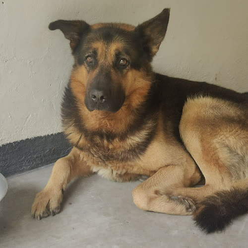 Psy ze schroniska do adopcji Bonzo