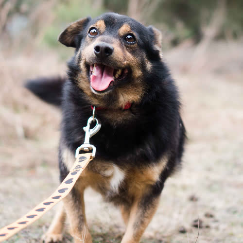 Psy ze schroniska do adopcji Bailey