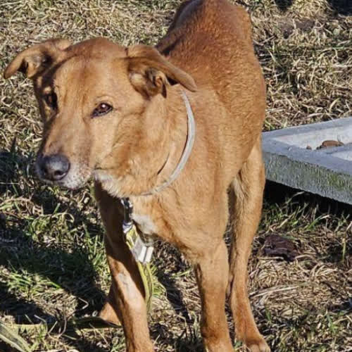 Psy ze schroniska do adopcji Bida