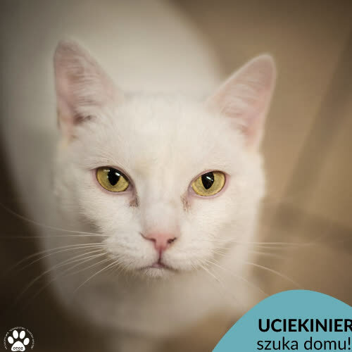 Koty ze schroniska do adopcji Uciekinier