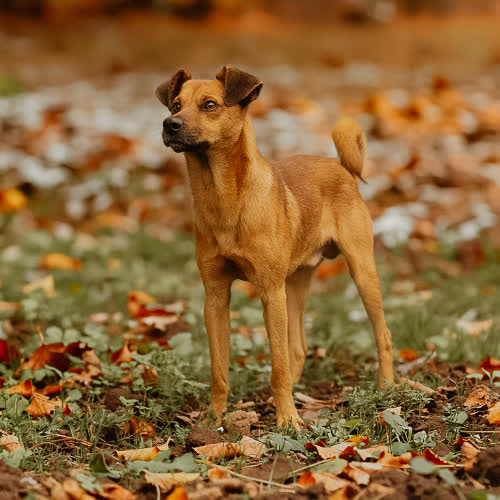 Psy ze schroniska do adopcji Kajtek