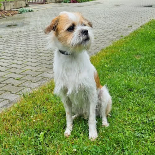 Psy ze schroniska do adopcji Gremlin 