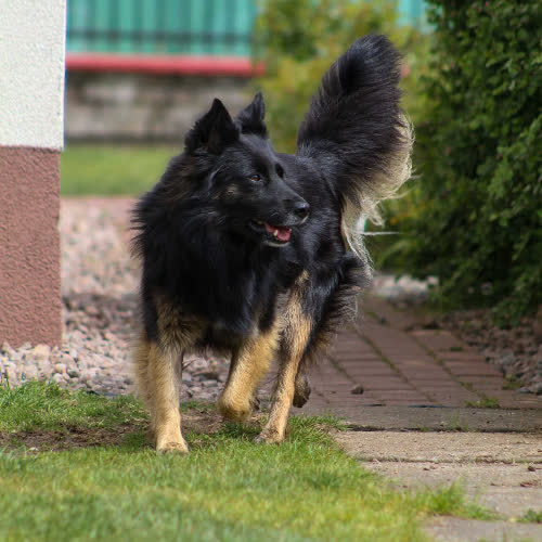 Psy ze schroniska do adopcji Lena