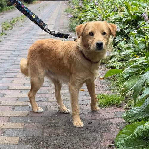 Psy ze schroniska do adopcji Ciastek