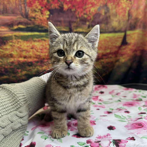 Koty ze schroniska do adopcji Racuch