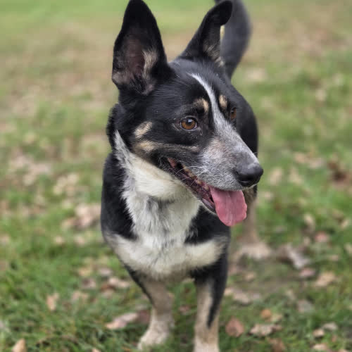 Psy ze schroniska do adopcji Lena 