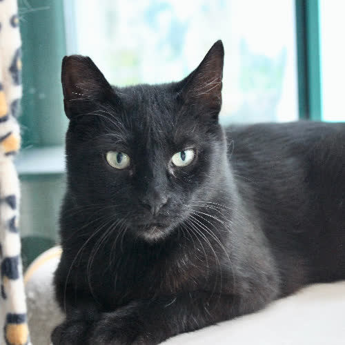 Koty ze schroniska do adopcji Palma