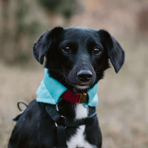 Psy ze schroniska do adopcji Wonka