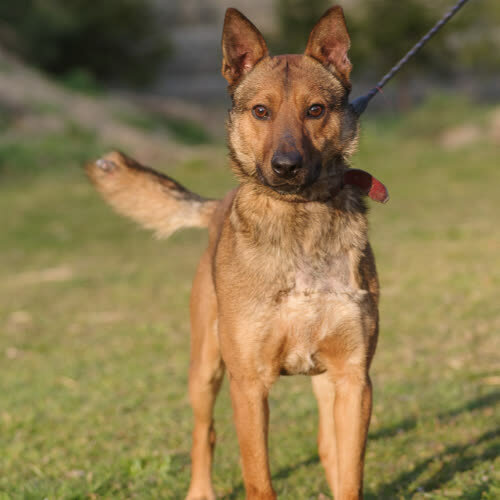 Psy ze schroniska do adopcji Irek mix owczarek belgijski 