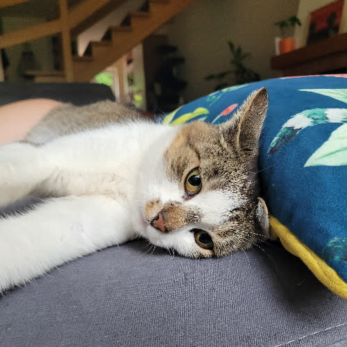 Koty ze schroniska do adopcji Soda