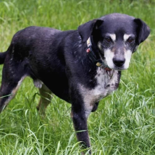 Psy ze schroniska do adopcji Dino