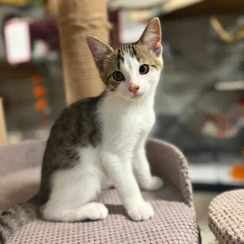 Koty ze schroniska do adopcji Kokos