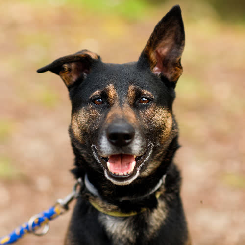 Psy ze schroniska do adopcji Pat