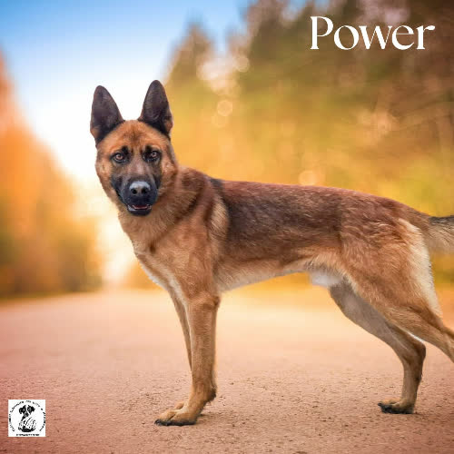 Psy ze schroniska do adopcji Przepiękny POWER