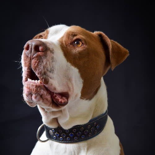 Psy ze schroniska do adopcji Hulk