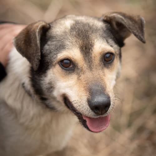 Psy ze schroniska do adopcji TOMUŚ