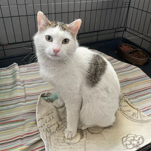 Koty ze schroniska do adopcji Um26