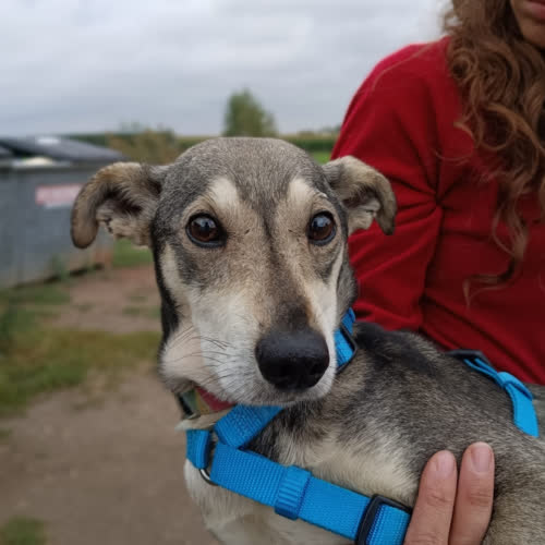 Psy ze schroniska do adopcji Myszek
