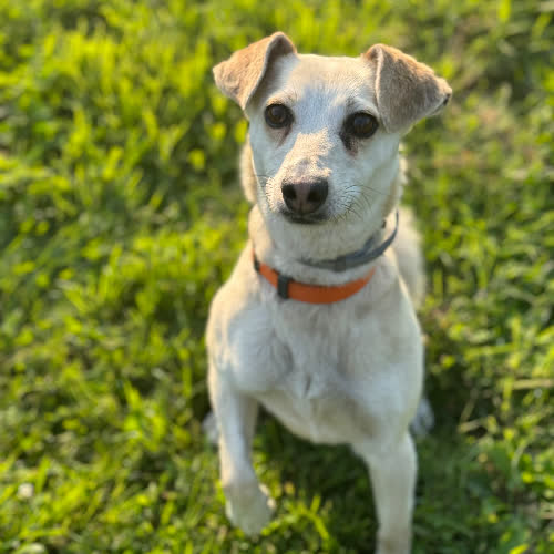 Psy ze schroniska do adopcji Kaja