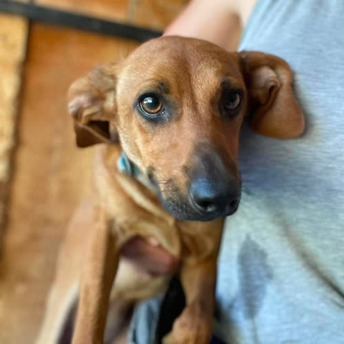 Psy ze schroniska do adopcji Mix jamnik Diuna 