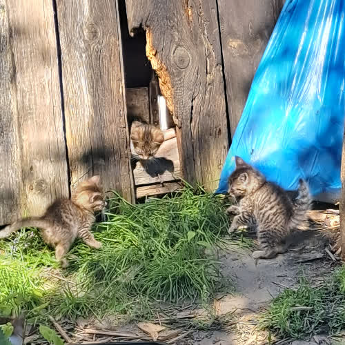 Koty ze schroniska do adopcji 4 małe kotki