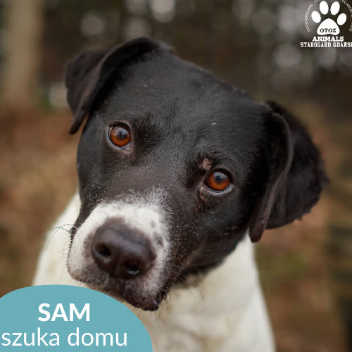 Psy ze schroniska do adopcji Sam