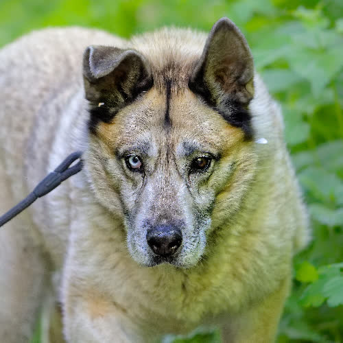 Psy ze schroniska do adopcji Sokół