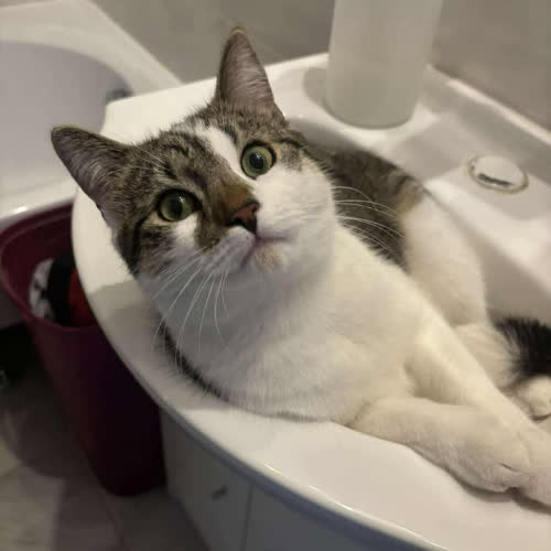 Koty ze schroniska do adopcji Kotek