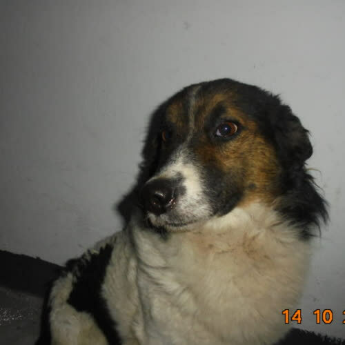 Psy ze schroniska do adopcji Maksio