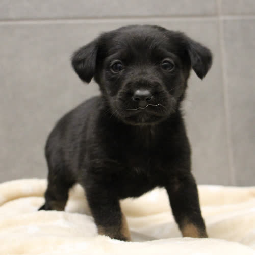 Psy ze schroniska do adopcji Kabi 