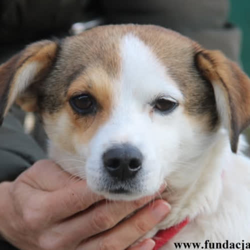 Psy ze schroniska do adopcji Blanka