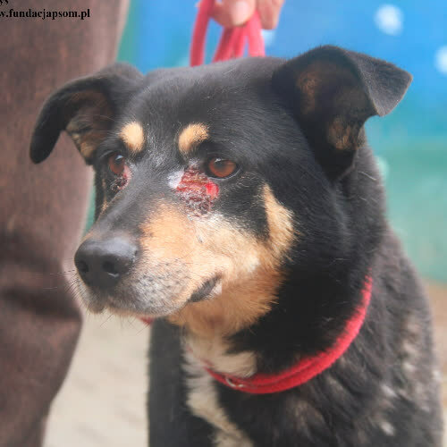 Psy ze schroniska do adopcji Borys