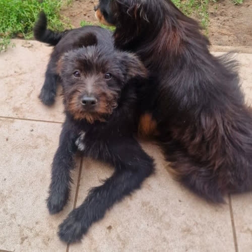 Psy ze schroniska do adopcji 