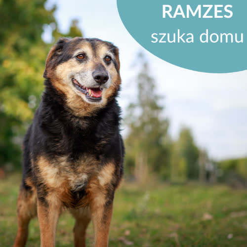 Psy ze schroniska do adopcji Ramzes