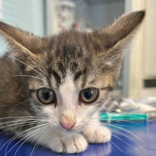 Koty ze schroniska do adopcji Kociak chłopiec