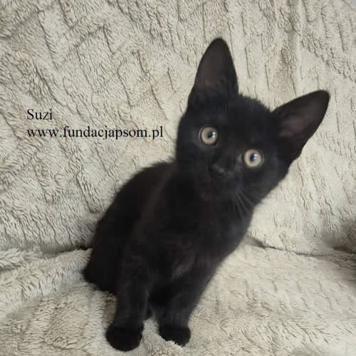 Suzi