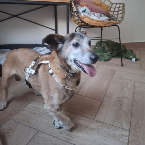 Psy ze schroniska do adopcji Czaruś