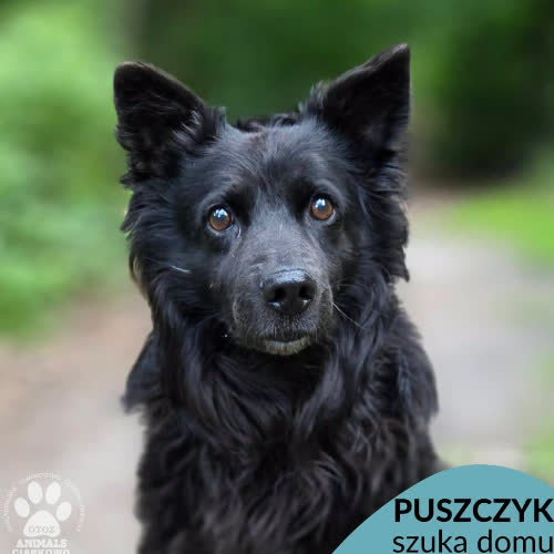Puszczyk