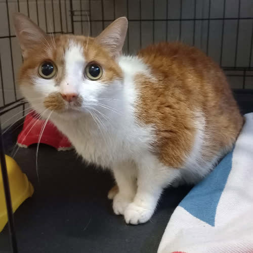 Koty ze schroniska do adopcji B74